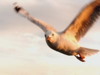 Larus novaehollandiae