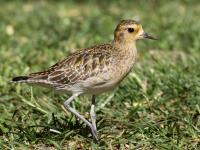 Pluvialis fulva photographed in November of 2010 using a Canon 50D camera and Canon 100-400mm image stabilized lens set to 400mm (1/500th second, f8, ISO 200)