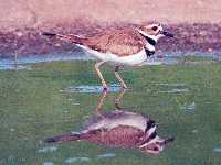 Charadrius vociferus