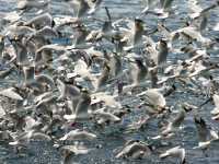 red-billed gulls () photographed at the Hole in the Rock, Bay of Islands, New Zealand, using a Canon 1Ds digital camera and Canon 100-400mm lens
