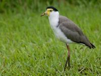Vanellus miles photographed in January of 2003 using a Canon 1Ds camera and Canon 100-400mm image stabilized lens set to 250mm   (1/250th second, f5.6, ISO 250)