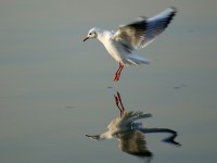 photographed on the Bosporus in January of 2004 using a Canon 1Ds camera and Canon 100-400mm image stabilized lens set to 400mm  (1/500th second, f5.6, ISO 160)