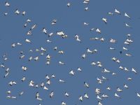 Pelecanus erythrorhynchos photographed in October of 2004 using a Canon 10D digital camera and Canon 100-400mm image stabilized lens set to 400mm  (1/350th second, f13, ISO 200)