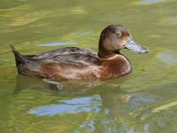 photographed in Cairns in January of 2003 using a Canon 1Ds camera and Canon 100-400mm image stabilized lens set to 400mm  (1/350th second, f6.7, ISO 100)