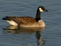 Branta canadensis