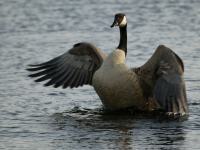 Branta canadensis photographed at Volo Bog in Illinois in May of 2003 using a Canon 1Ds digital camera and Canon 100-400mm image stabilized lens