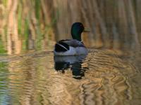Anas Platyrhynchos photographed in the Coachella Valley Preserve in May of 2005 using a Canon 10D digital camera and Canon 100-400mm image stabilized lens set to 400mm  (1/200th second, f8, ISO 200)