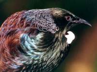click here to go to the forest and field bird wallpaper gallery