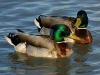 click here to go to the swimming bird wallpaper gallery