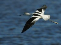 Recurvirostra americana photographed at the Salton Sea in January of 2004 using a Canon D60 digital camera and Canon 100-400mm image stabilized lens set to 400mm  (1/750th second, f5.6, ISO 100)