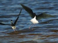 Himantopus mexicanus photographed at the Salton Sea in southern California in January of 2004 using a Canon D60 digital camera and Canon 100-400mm image stabilized lens set to 400mm  (1/750th second, f5.6, ISO 100)