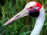 Grus rubicundus