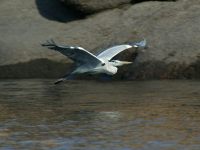 Ardea cinerea photographed in January of 2004 using a Canon 1Ds digital camera and Canon 100-400mm image stabilized lens set to 400mm  (1/500th second, f6.7, ISO 100)