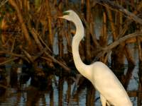 Ardea alba, previously known as Egretta alba and Casmerodius albus