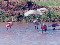 Ajaja ajaja and Ardea alba (aka Casmerodius albus)