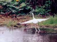 Egretta thula (photographed Jan 2002 at Cano Negro, Costa Rica, with a Pentax Z-1 and Tokina ATX 150-500mm manual focus lens)