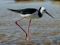 Himantopus himantopus photographed at Abel Tasman National Park in February of 2003 using a Canon 1Ds digital camera and Canon 100-400mm lens