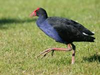 Porphyrio porphyrio photographed on Tiritiri Matangi island in February of 2003 using a Canon 1Ds digital camera and Canon 100-400mm image stabilized lense
