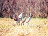 Grus canadensis