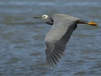 Egretta novaehollandiae photographed in Abel Tasman National Park in February of 2003 using a Canon 1Ds digital camera and Canon 100-400mm lens
