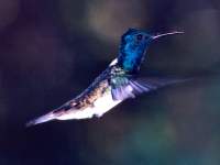 click here to go to the hummingbird wallpaper gallery