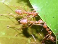 ants and wasps