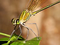 damselflies