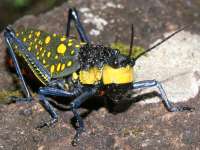 grasshoppers and crickets
