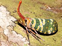 true bugs