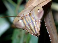 mantids