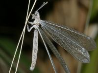 photographed in September of 2006 using a Canon 5D camera and Canon 100mm f2.8 USM macro lens  (1/200th second, f19, ISO 200)