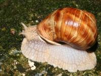 Helix pomatia photographed in August of 2006 using a Canon 5D camera and Canon 100mm f2.8 USM macro lens  (1/180th second, f19, ISO 100)
