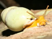 Amphidromus atricallosusa photographed in June of 2008 using a Canon 5D camera and Canon 100mm f2.8 USM macro lens  (1/180th second, f27, ISO 200)