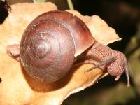 photographed in June of 2008 using a Canon 5D camera and Canon 100mm f2.8 USM macro lens  (1/180th second, f19, ISO 200)