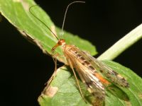 photographed in September of 2006 using a Canon 5D camera and Canon 100mm f2.8 USM macro lens  (1/200th second, f19, ISO 200)