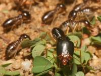 photographed in August of 2004 using a Canon 1Ds camera and Canon 100mm f2.8 USM macro lens  (1/180th second, f27, ISO 100)