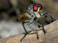 flies