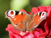 butterflies
