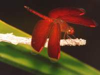dragonflies