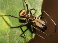 spiders