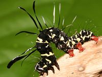 caterpillars