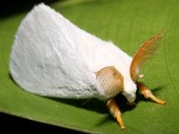 moths