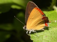 Heliophorus epicles photographed in November of 2007 using a Canon 5D digital camera and Canon 100mm f2.8 USM macro lens  (1/180th second, f22, ISO 200)