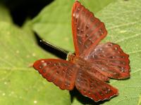 Zemeros flegyas photographed in Taksin Maharat national park in November of 2007 using a Canon 5D camera and Canon 100mm f2.8 USM macro lens  (1/180th second, f22, ISO 200)