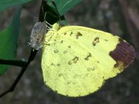 Eurema sari photographed in Cuc Phuong national park in December of 2004 using a Canon D60 camera and Canon 100mm f2.8 USM macro lens  (1/180th second, f32, ISO 100)