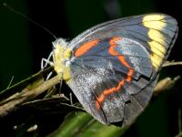 Delias negrina photographed in January of 2003 using a Canon D60 camera and Canon 100mm f2.8 USM macro lens  (1/180th second, f27, ISO 100)