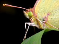Clouded Sulphur (Colias philodice) photographed at Volo Bog, Illinois, using a Canon D60 camera and Canon 100mm macro lens