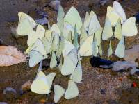 photographed in Cat Tien national park in December of 2004 using a Canon 10D camera and Canon 100-400mm L lens set to 400mm  (1/200th second, f13, ISO 100)