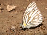 photographed in Erawan national park in November of 2007 using a Canon 5D camera and Canon 100mm f2.8 USM macro lens  (1/180th second, f32, ISO 200)