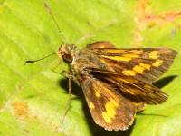 Potanthus sp. photographed in January of 2009 using a Canon 50D camera and Canon 100mm f2.8 USM macro lens  (1/180th second, f22, ISO 200)